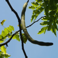 Cassia fistula L.